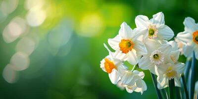 narcissen genieten in ochtend- licht foto