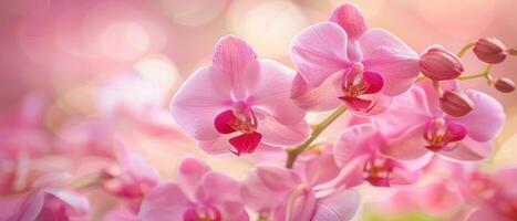 roze orchideeën in zacht licht foto