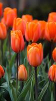 tulpen in levendig oranje foto