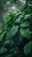 regendruppels Aan weelderig groen bladeren foto