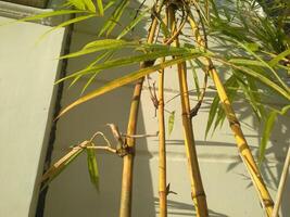 geel bamboe groei naast muur foto