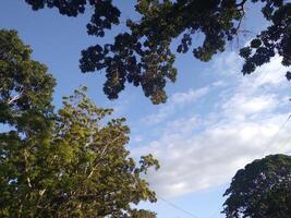 bomen met groen gebladerte tegen de blauw lucht en wolken. foto