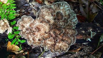 een stapel van herfst paddestoelen, met divers vormen en kleuren, uitgestrekt aan de overkant de Woud vloer, creëren een natuurlijk werk van kunst. foto