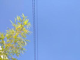 geel bamboe Aan de blauw lucht foto