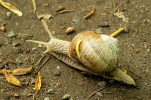 slak met huis en klein worm foto