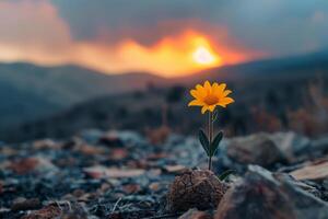 een klein geel bloem is groeit Aan een rots in de woestijn foto