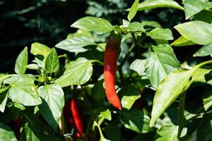 vers en pittig rood heet chili peper foto