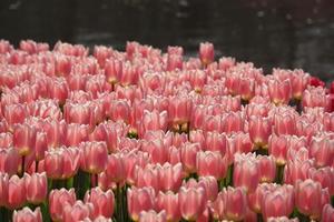 mooie roze kleur tulpen in de tuin foto