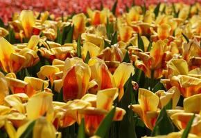 geel-rode kleur tulpen in de tuin. foto