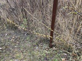 bloemknoppen Aan bomen groeide in voorjaar foto