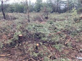 boswachters snijdend naar beneden een jong pijnboom Woud foto