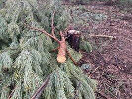 boswachters snijdend naar beneden een jong pijnboom Woud foto