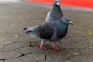 twee duiven staand Aan een steen trottoir foto