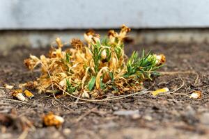 verdord bruin gras in voorjaar foto