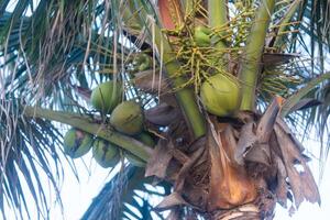 vers kokosnoten hangende Aan een palm boom foto