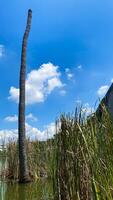 dood boom in de moeras, dood boom landschap foto