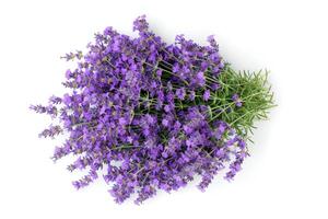 lavendel bloem achtergrond foto