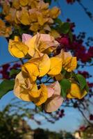 geel bougainvillea bloem foto