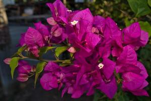 Purper bougainvillea bloem foto