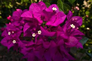 Purper bougainvillea bloem foto