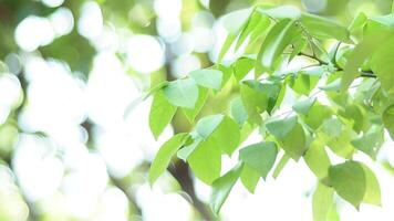 zomer gebladerte van groen bladerde boom foto