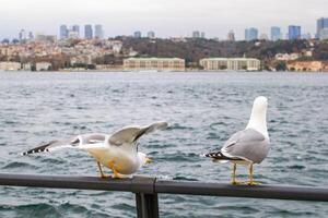 twee meeuwen Aan een traliewerk met de Bosporus zeestraat en stadsgezicht in de achtergrond. foto