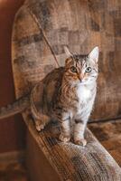 mooi kort haren kat is zittend Aan een sofa Bij huis. foto