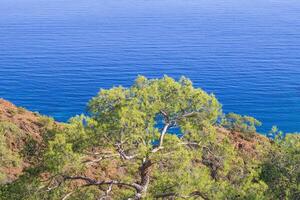 visie Aan een groot pijnboom boom Aan de rots klif in de buurt naar mooi blauw zee. cirali, Antalya provincie in kalkoen. foto