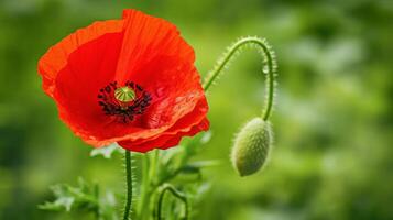 een rood papaver is in de midden- van een groen veld- foto