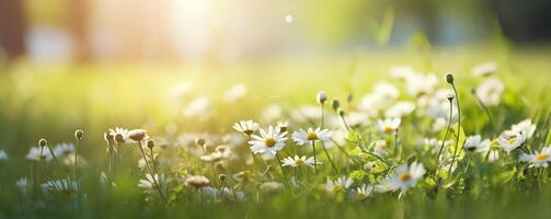 lente banier van wit madeliefjes bloeiend in weelderig groen gras met zonlicht foto