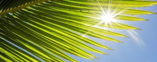 tropisch palm blad banier met zonnestraal voor levendig vakantie achtergrond foto