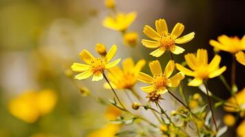 TROS van geel madeliefjes bloeiend onder zacht daglicht in natuur foto