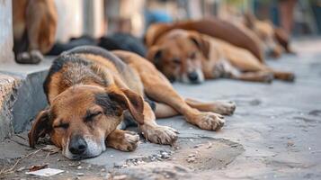 stedelijk straat tafereel met honden rusten, hoektand ontspanning moment foto