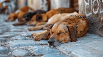 honden Aan bestrating rusten, stedelijk huisdieren ontspanning in straat tafereel foto