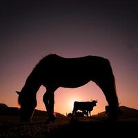 paard silhouet begrazing en mooi zonsondergang achtergrond in zomertijd foto