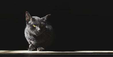 licht en schaduw Aan zwart kat is houdende naar beneden Aan de verdieping in donker achtergrond, panoramisch visie met kopiëren ruimte foto