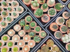 top visie van veel divers klein cactus fabriek Aan kraam Scherm voor uitverkoop in fabriek winkel Bij buitenshuis vlo markt foto