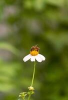 honing bij zuigen nectar van wit Spaans naald- bloem Aan wazig groen natuurlijk achtergrond in verticaal kader foto