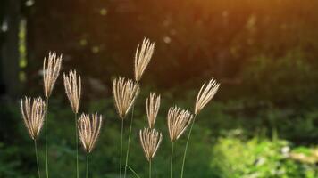 zacht focus van gezwollen vinger grassen zijn groeit met gloed licht en wazig groen achtergrond foto