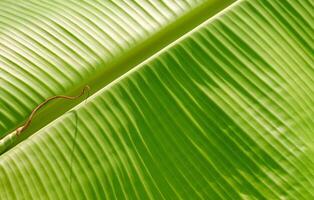 zonlicht Aan oppervlakte van jong groen banaan blad achtergrond foto