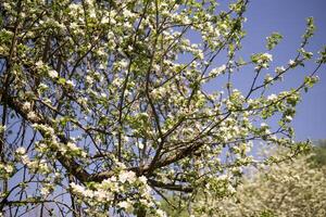 een appel boom in een bloeiend park, de algemeen plan.bloeien takken van een appel boom met wit bloemen, een achtergrond van voorjaar natuur foto