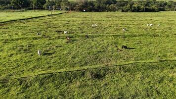 vee koeien begrazing in een veld- in de laat middag foto