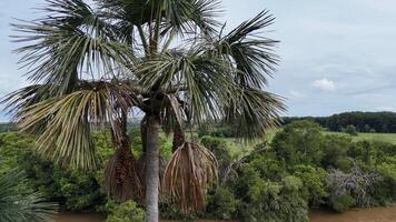 fruit van de Buriti palm boom foto