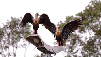 buff nek ibis dieren foto