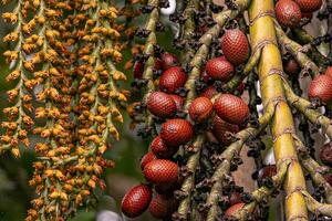 bloemen en fruit van de Buriti palm boom foto