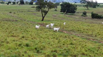 veld- weiland Oppervlakte met wit koeien begrazing foto