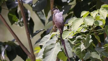 vork staart vliegenvanger vogel foto