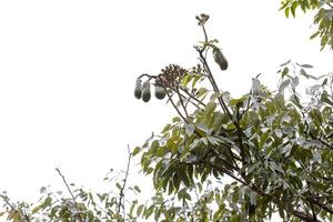 stinkende teenboom met fruit foto