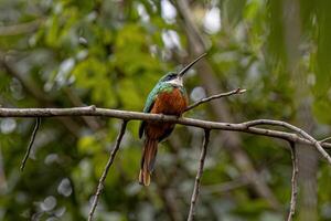 dier roodstaart jacamar vogel foto