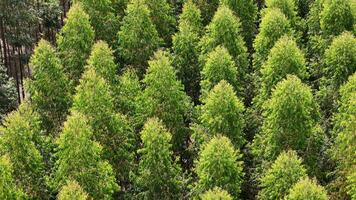 teelt van eucalyptus bomen foto